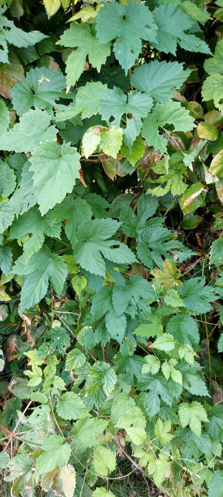 hopplanten gratis, Tuin en Terras, Planten | Struiken en Hagen, Ophalen, Overige soorten, Struik, 250 cm of meer