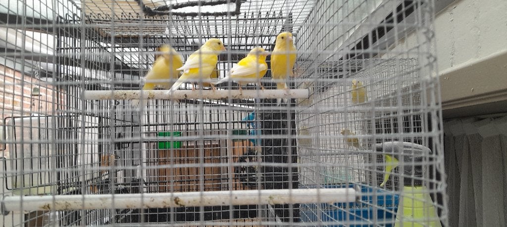 Kleine soortkanaries, Dieren en Toebehoren, Geslacht onbekend