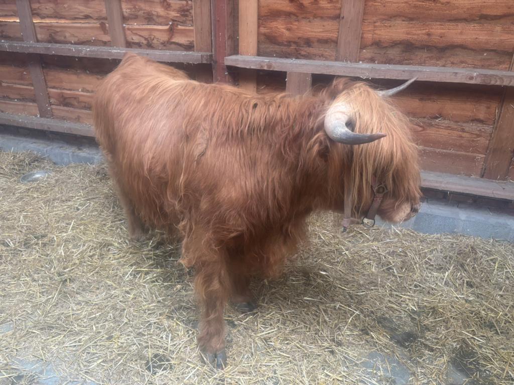 Schotse hooglander, Vrouwelijk, 3 tot 6 jaar