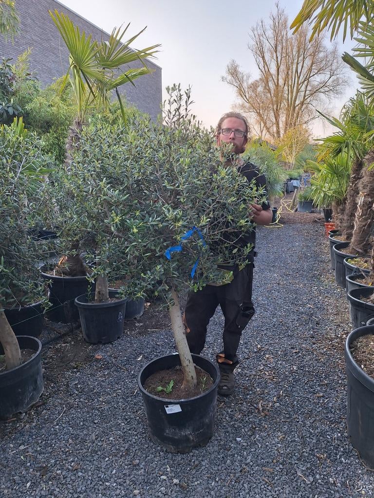 Stamolijf, Tuin en Terras, Planten | Bomen, Ophalen of Verzenden