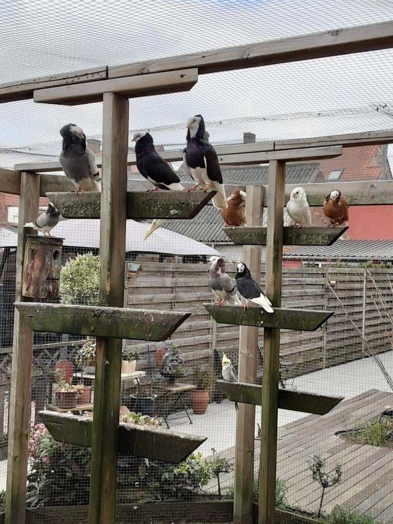 Oudhollandse kapucijn sierduiven, Dieren en Toebehoren, Vogels | Duiven, Geslacht onbekend, Overige soorten