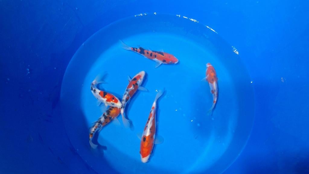 Doitsu sanke van de kweker Otsuka, Dieren en Toebehoren, Karper of Koi