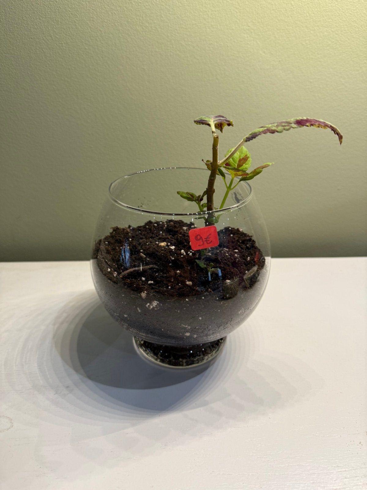 Terrarium avec coleus, Autres espèces, En pot, Plein soleil, Moins de 100 cm