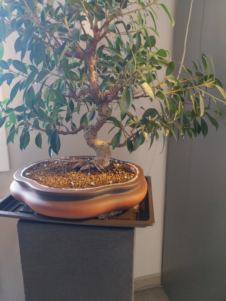 Bonsai, Maison & Meubles, Enlèvement