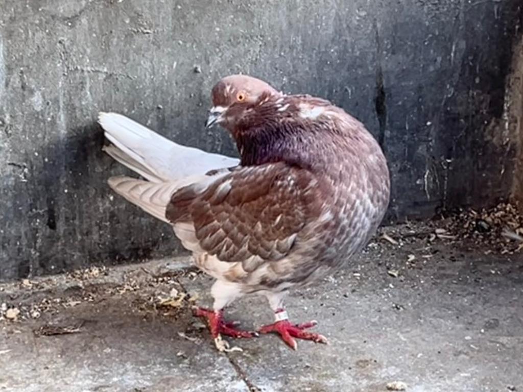 Holle kroppers rood gekrast, Dieren en Toebehoren, Vogels | Duiven, Meerdere dieren, Kropper