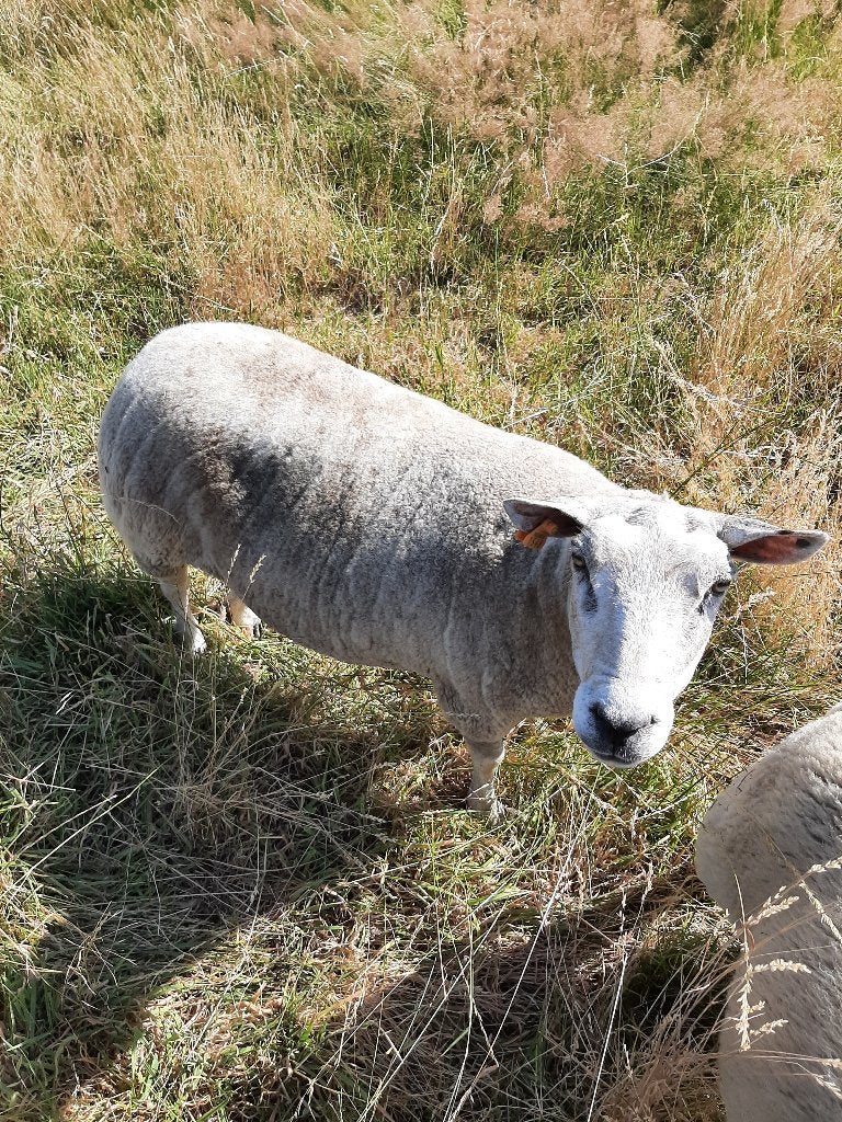 mouton, Animaux & Accessoires, Femelle, Mouton, 3 à 5 ans
