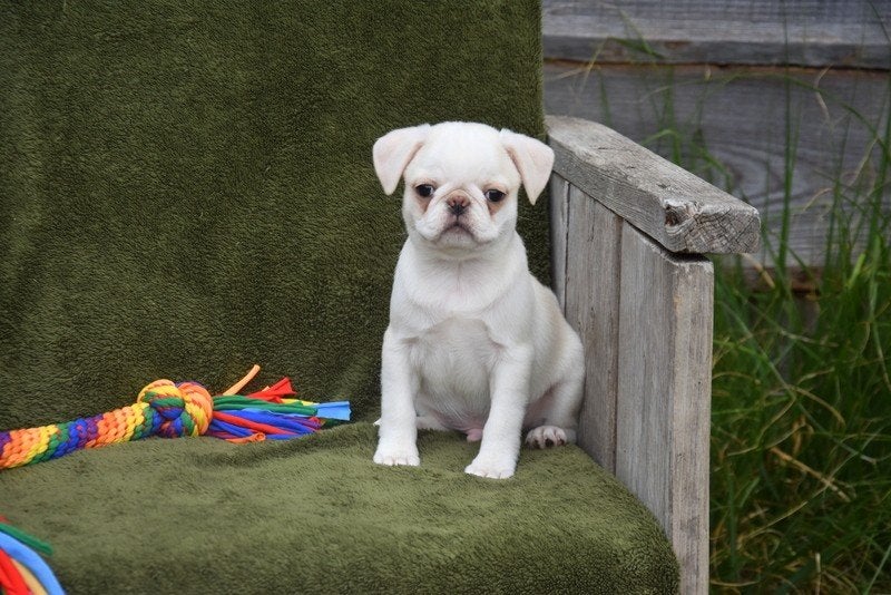 Prachtige Retro Mops pups, Dieren en Toebehoren, Honden | Beagles, Bassets en Lopende honden, Reu, Fokker | Professioneel, Meerdere