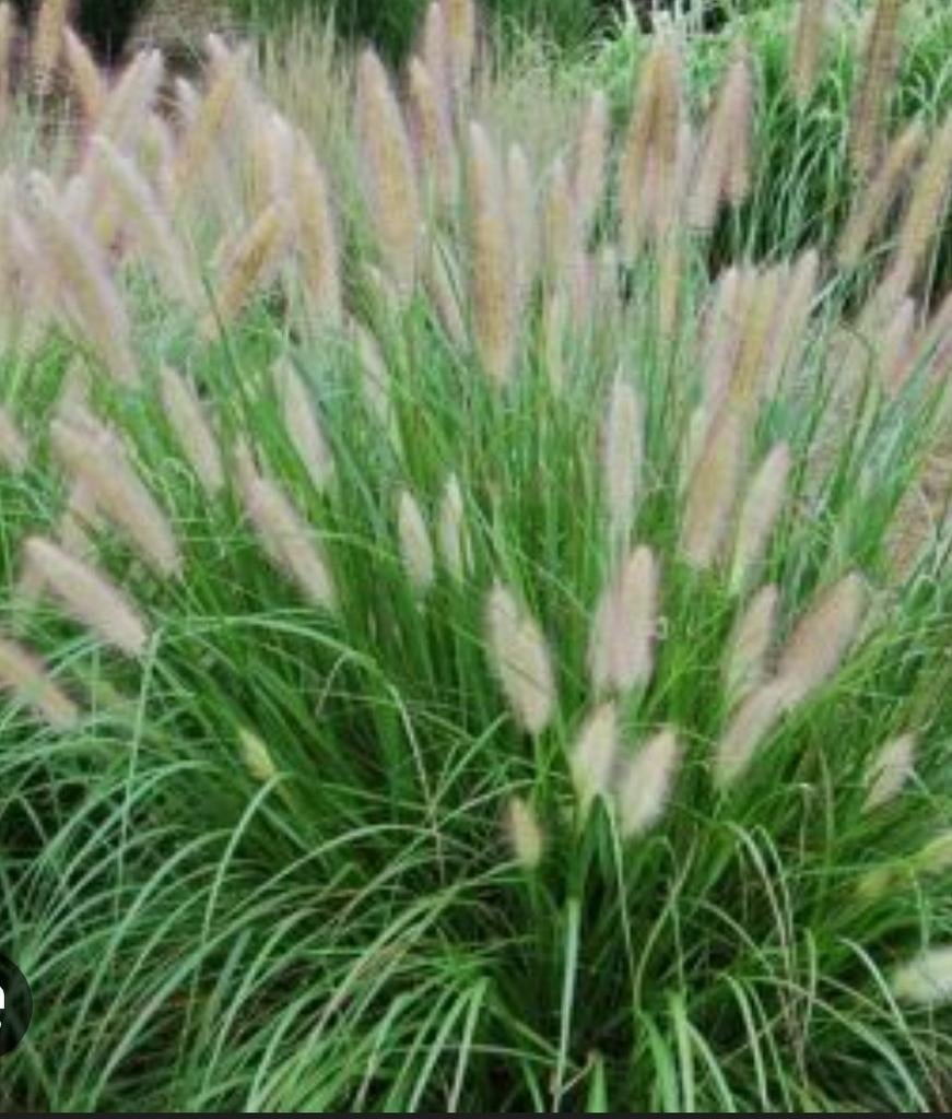 Siergrassen: Lampenpoetsersgras, Jardin & Terrasse, Plantes | Jardin, Enlèvement, Graminées ornementales