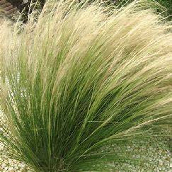 Stipa Pony Tails, Ophalen