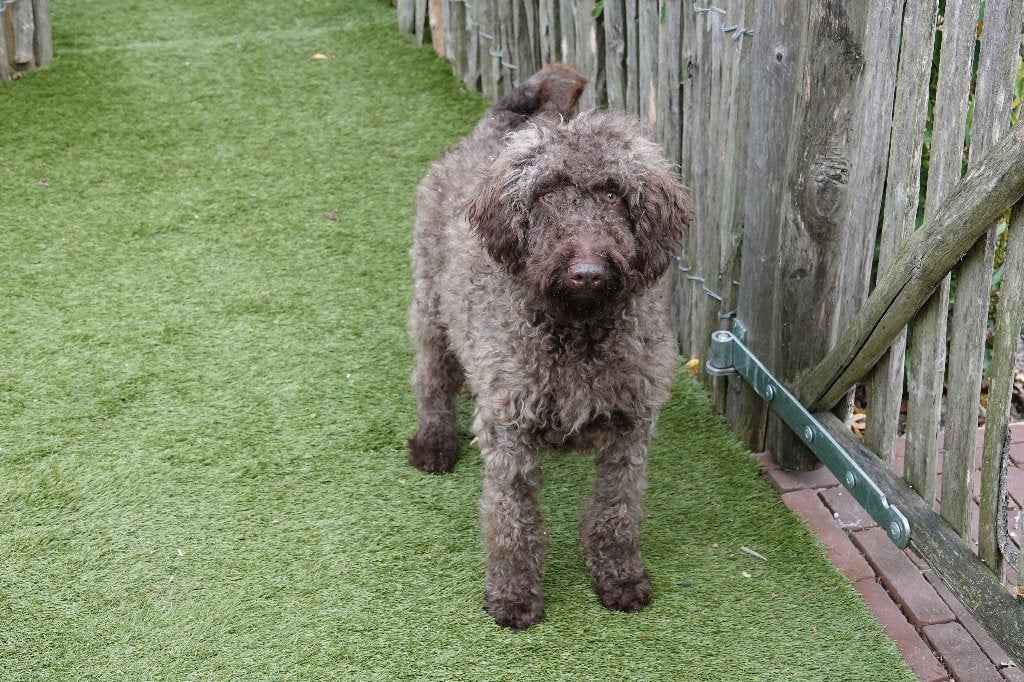 Magnifique chiot Labradoodle Medium chocolat, avec pedigree, 15 semaines à 1 an, Chien (mâle), Maladie de Carré (chiens), Autres races
