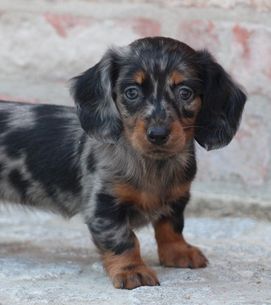 Teckel pups Merle langhaar Kaninchen ouders, Kaninchen, Parvo, België, 8 tot 15 weken