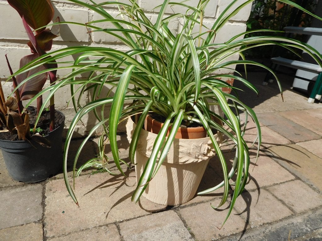 graslelie  en  agava planten, Ophalen