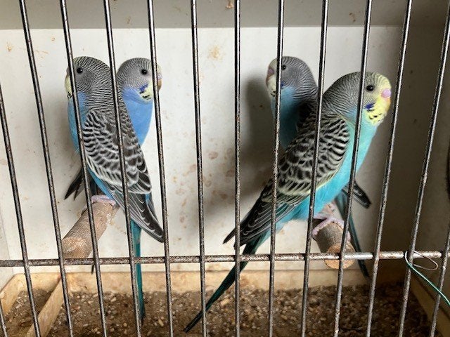 4 jonge grasparkieten, Animaux & Accessoires, Perruche