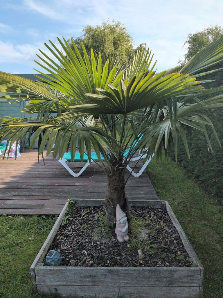 2 palmbomen, Tuin en Terras, Ophalen