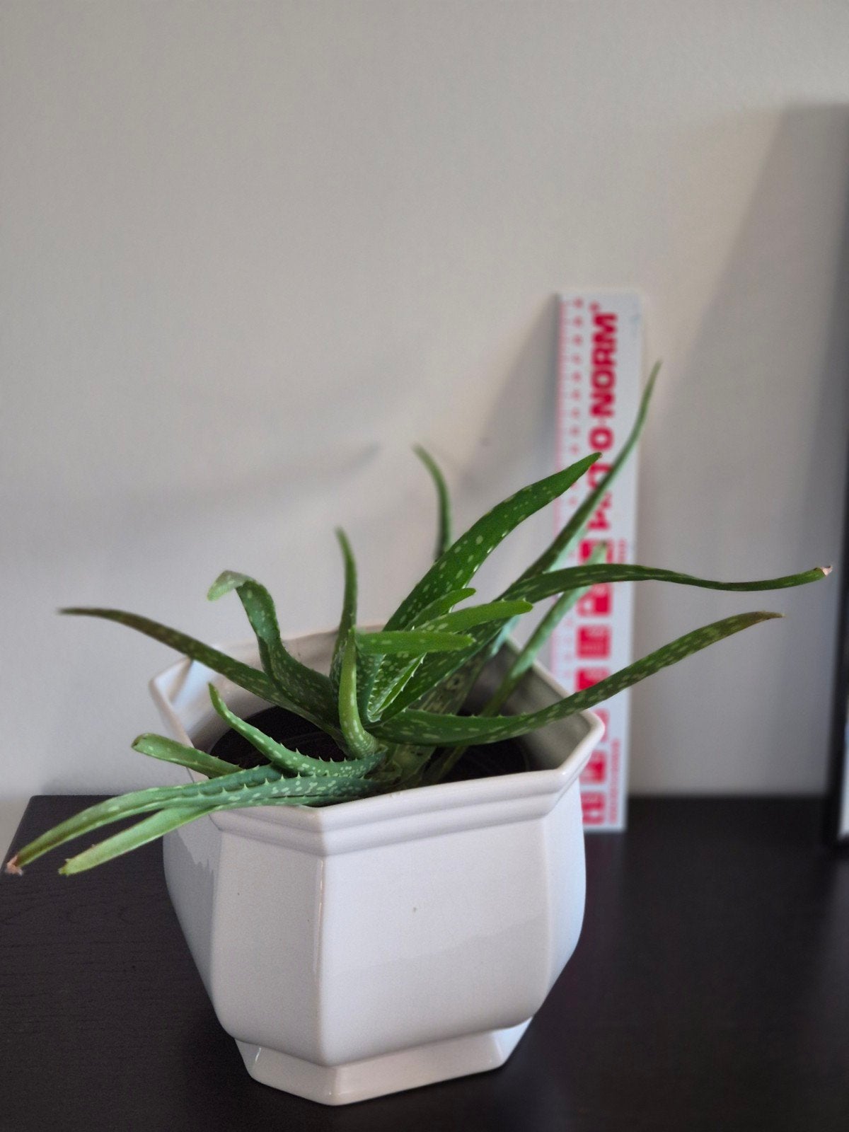 Aloe vera, y compris un cache-pot en pierre, Enlèvement
