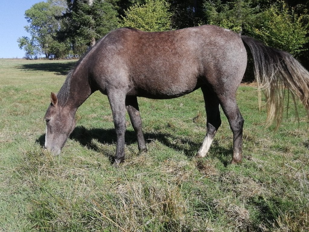 Pouliche Arabe-Barbe, 2 ans 1/2, Enlèvement, Polyvalence
