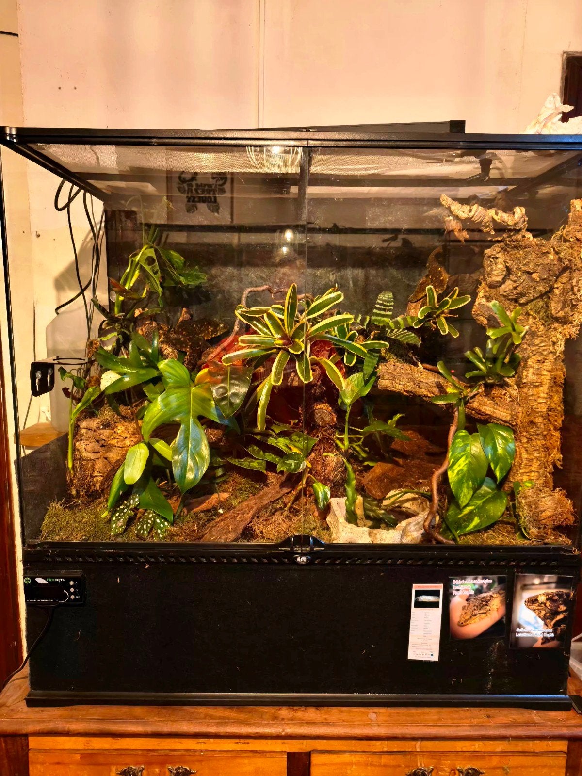 Exo Terra 90x45x90 full équipé + 1.1 Rhacodactylus Lechianus, Enlèvement, Utilisé, Terrarium ou Paludarium