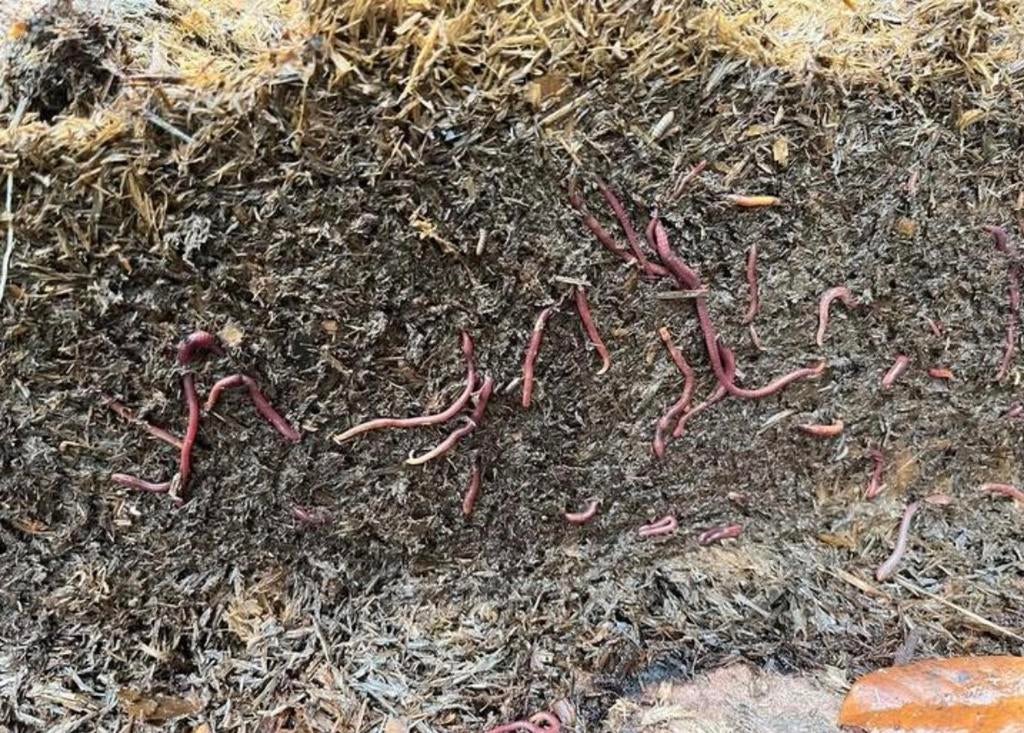 Gratis paardenmest compost, Enlèvement, Compost