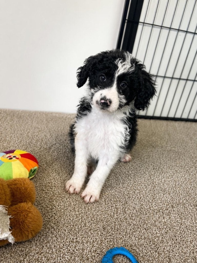 Prachtige Bordoodle pup ( border collie x poedel), Dieren en Toebehoren, Honden | Herdershonden en Veedrijvers, België, CDV (hondenziekte)