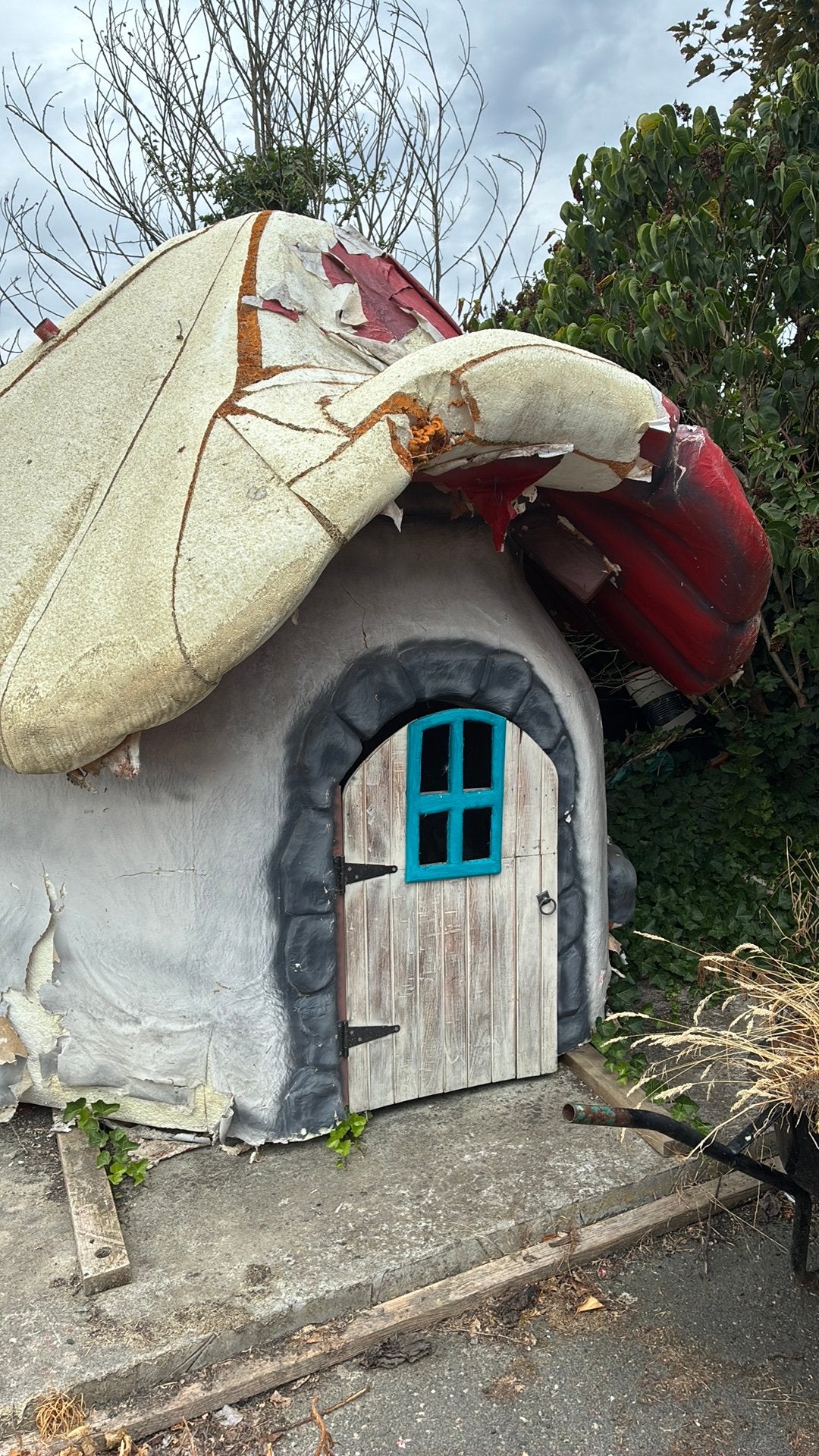 Paddenstoel in isomo, Ophalen