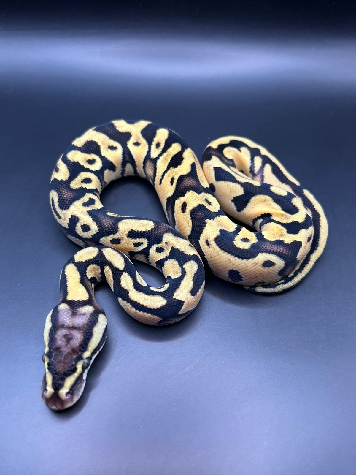Sale Antwerpen Div.Koningspythons,Ball Python,Python Regius Ball Python photo 11