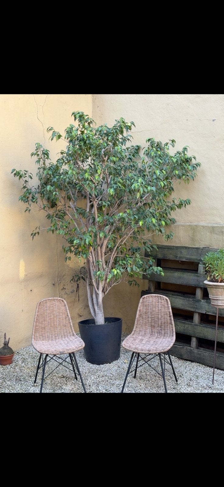 Ficus benjamina (treurvijg), Ophalen, Ficus