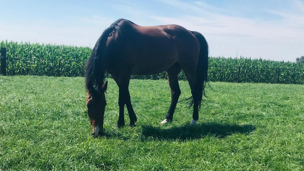 Brave merrie te koop, Dieren en Toebehoren, Paarden, Merrie
