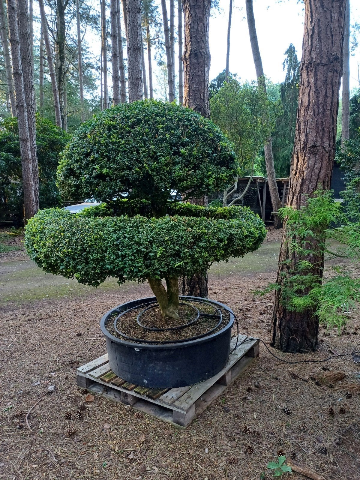 buxus bonsai oud, Ophalen