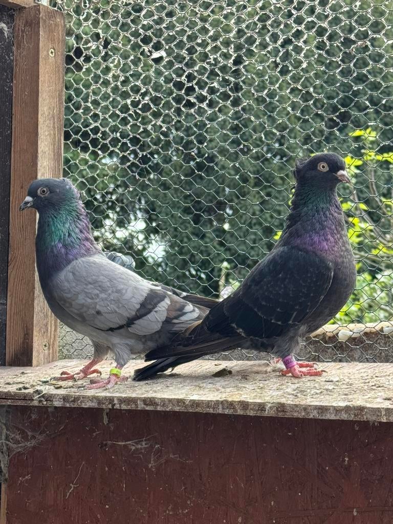 Pigeons.