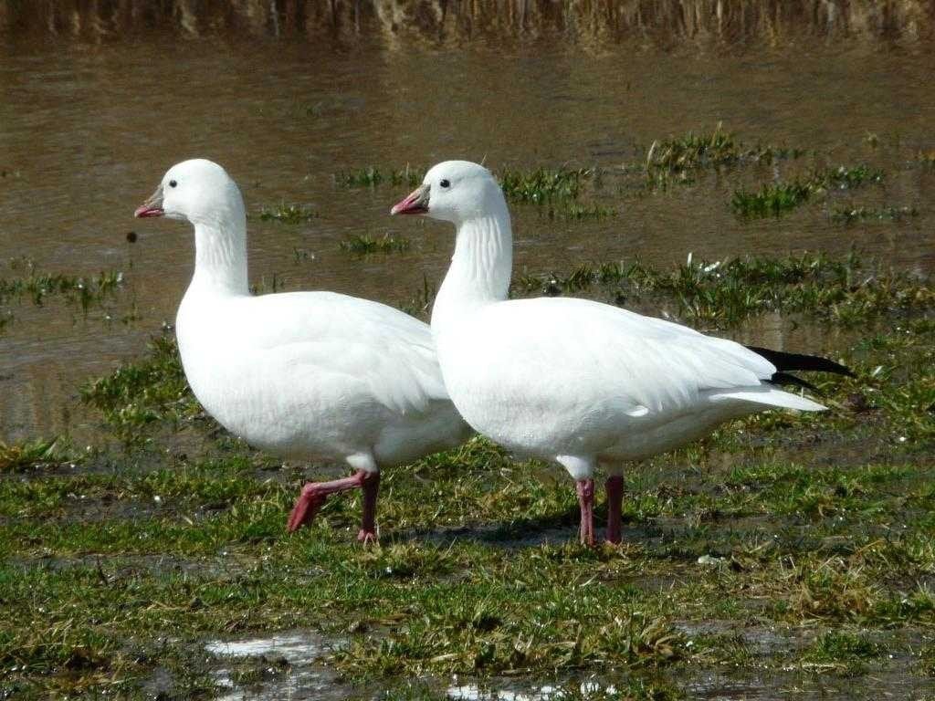 Gezocht jong koppel Rossganzen, Dieren en Toebehoren, Meerdere dieren, Gans of Zwaan