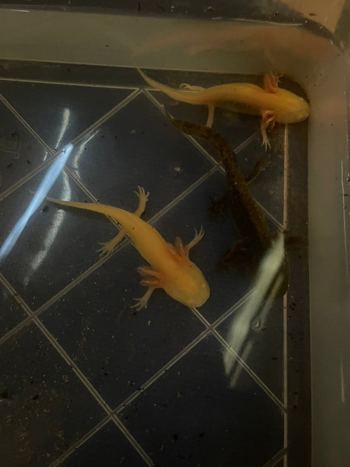 Axelotl, Dieren en Toebehoren
