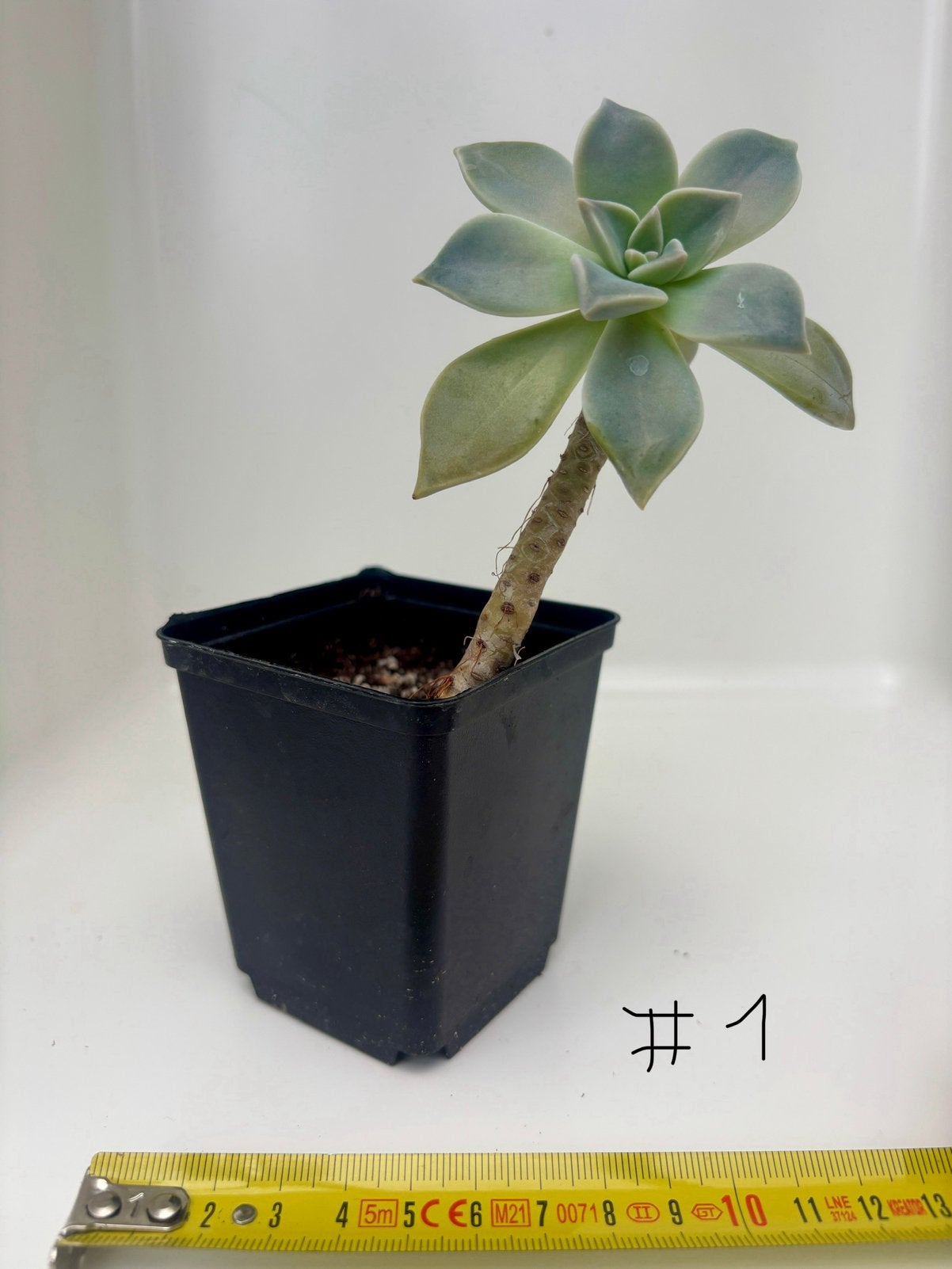 Graptopetalum paraguayense succulente, Maison & Meubles, Plante succulente, En pot, Moins de 100 cm, Plante verte