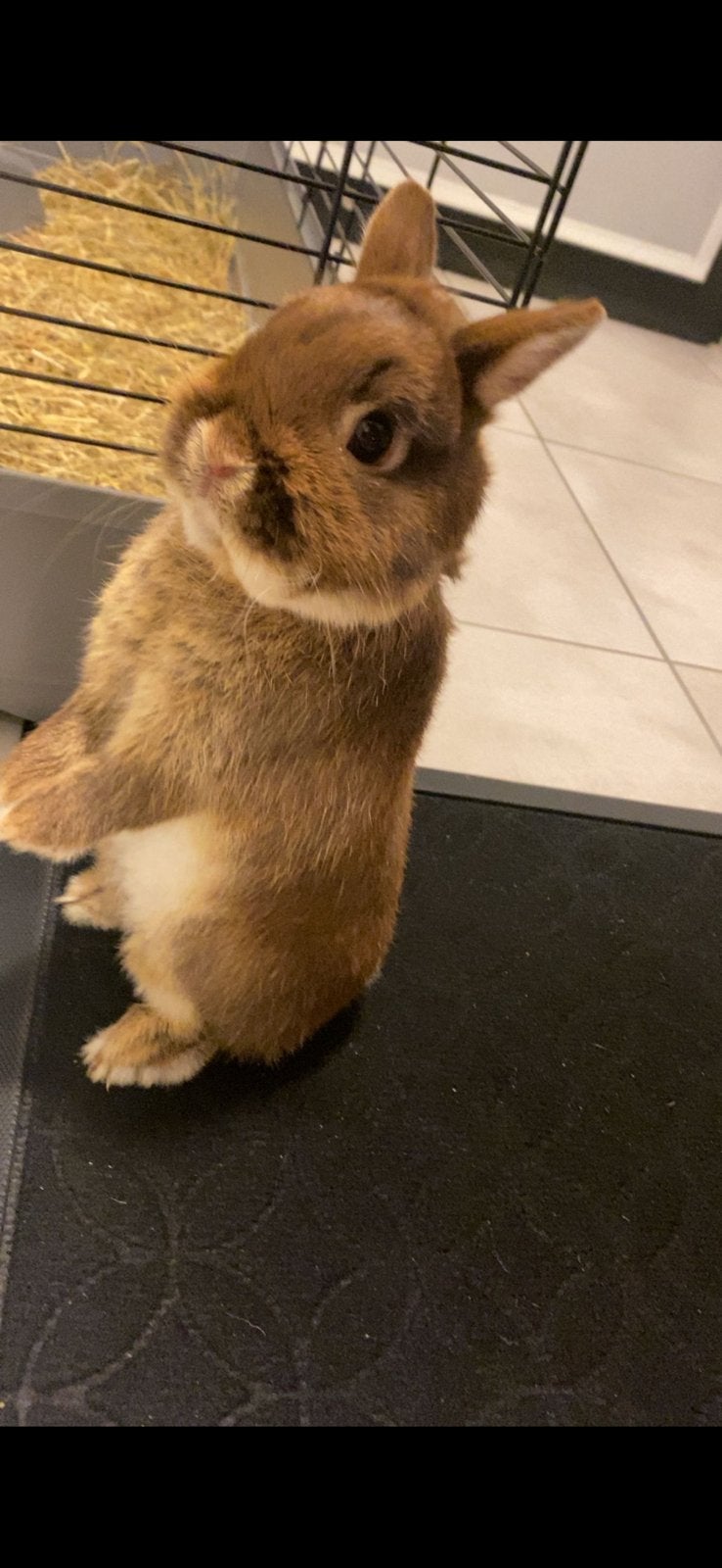 A Vendre Lapin Nain avec sa grande cage, Animaux & Accessoires, Nain
