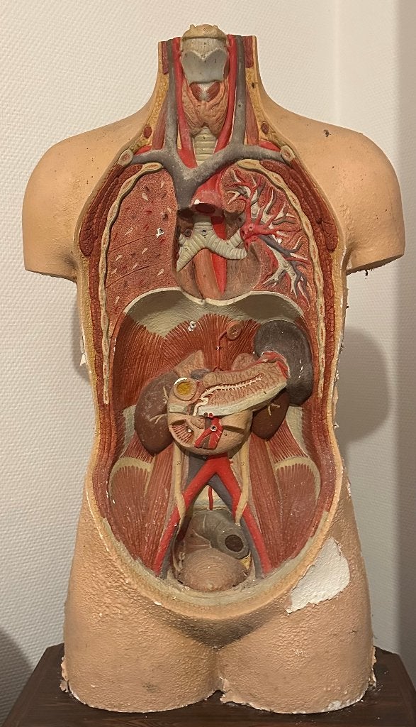 Anatomisch model, Antiek en Kunst, Ophalen