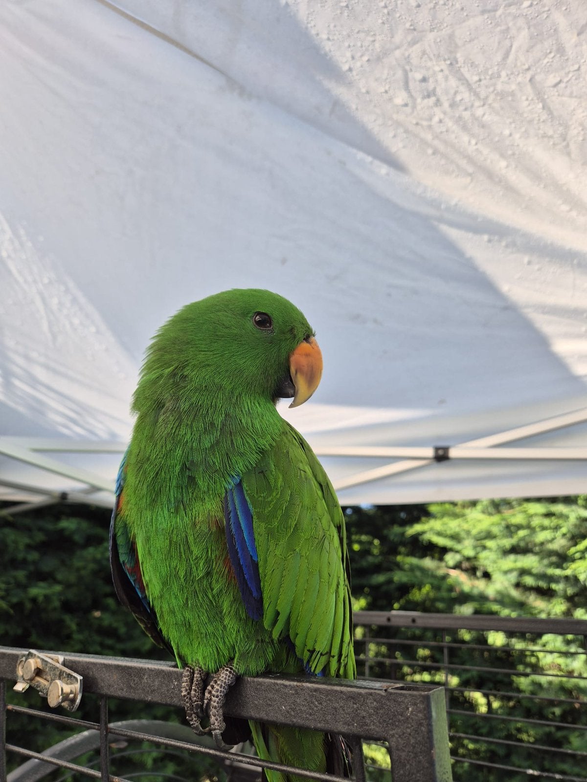 Te koop: Tamme Edelpapegaai (6 maanden oud, Dieren en Toebehoren, Vogels | Parkieten en Papegaaien