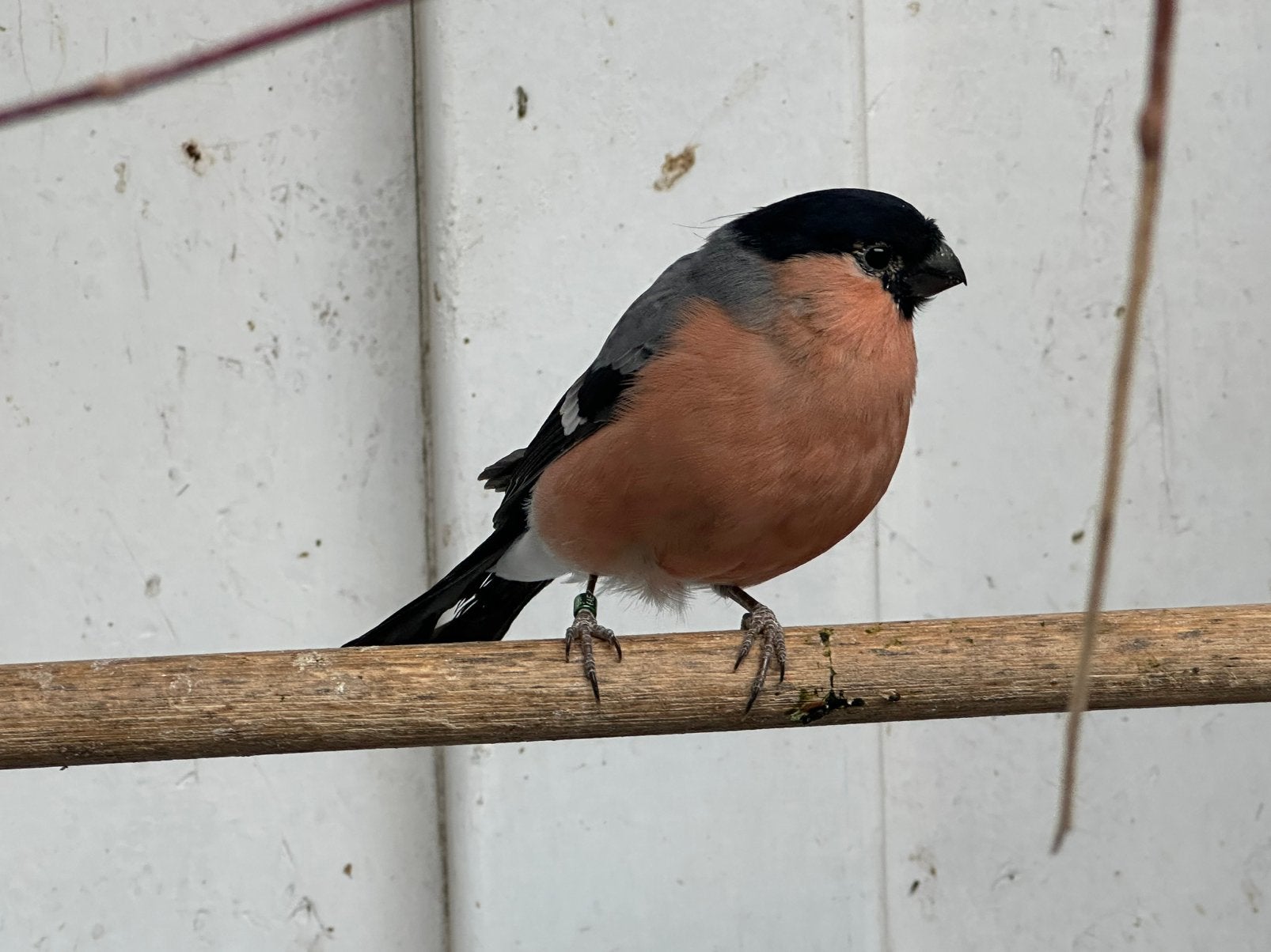 Noordse goudvink, Animaux & Accessoires
