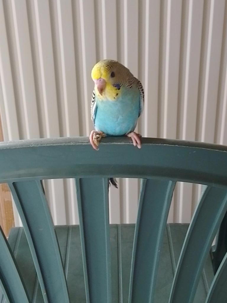 HANDTAM REGENBOOG GRASPARKIETJE van 2026 met of zonder KOOI, Dieren en Toebehoren, Vogels | Parkieten en Papegaaien, Meerdere dieren