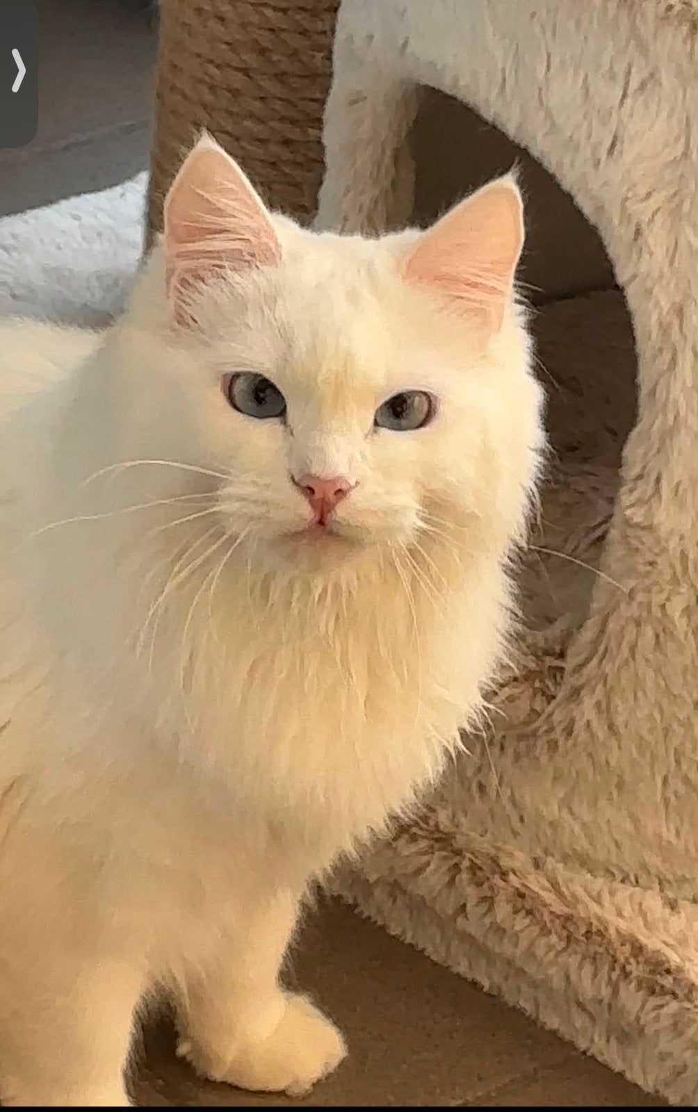 Siberische kat te koop, Dieren en Toebehoren, Katten en Kittens | Raskatten | Langhaar, Meerdere dieren, Met stamboom, 0 tot 2 jaar