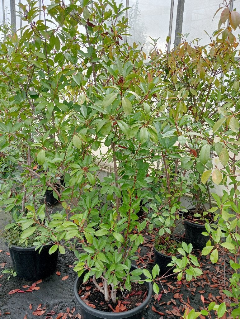 Photinia red robin, Jardin & Terrasse, Enlèvement, Autres espèces, Haie, 100 à 250 cm