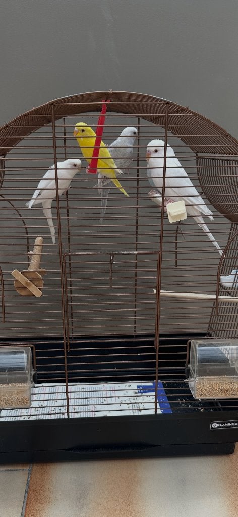 Albino / lutino / wit blauw met of zonder kooi, Dieren en Toebehoren, Meerdere dieren, Parkiet