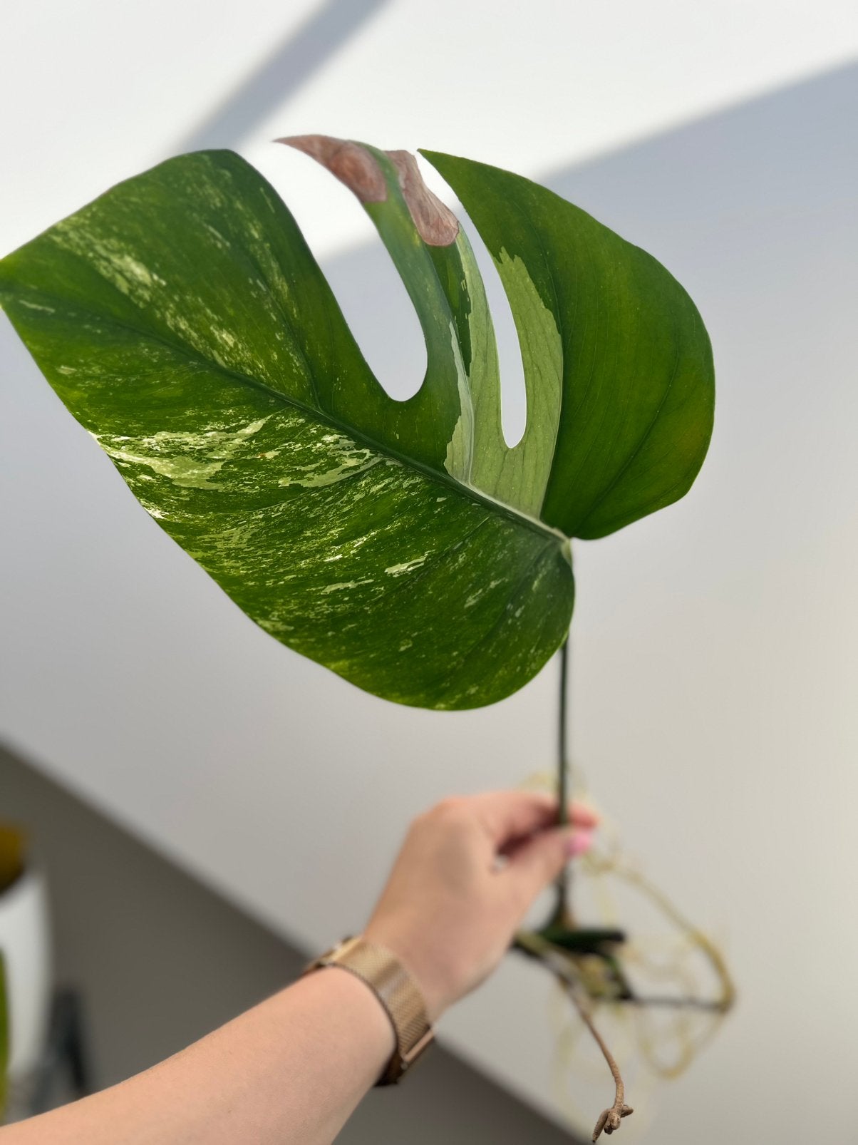 Monstera variegata stek, Ophalen