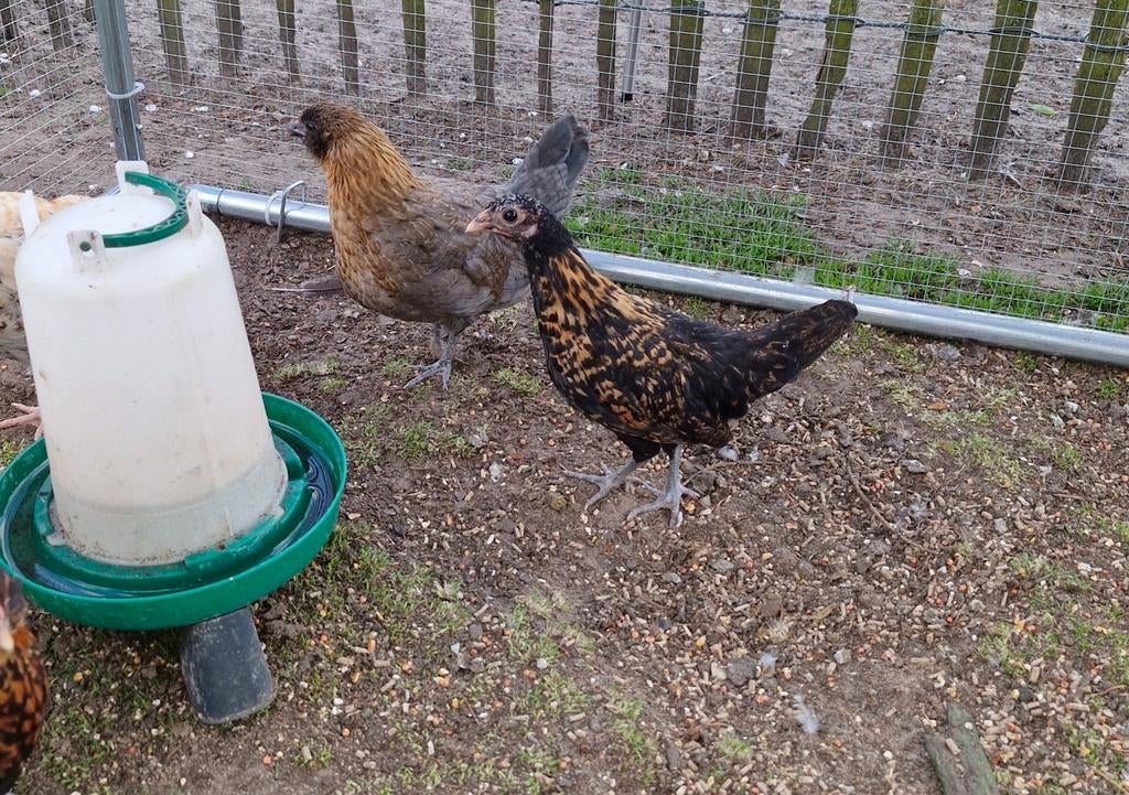 Krieltjes hennen, Dieren en Toebehoren, Pluimvee