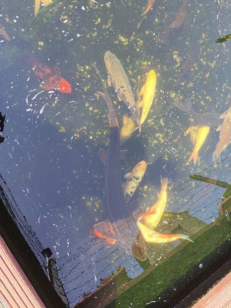 vijver steur, Steur