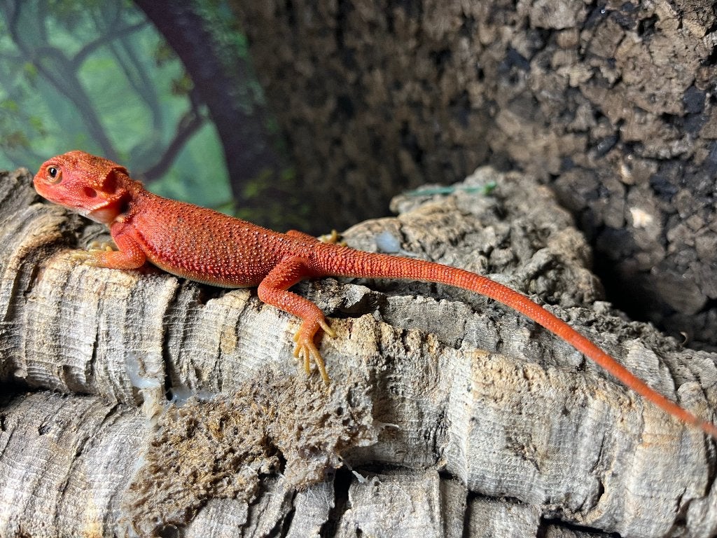 Pogona vitticeps extrême red monster hypo trans, Animaux & Accessoires, Lézard, Domestique, 0 à 2 ans