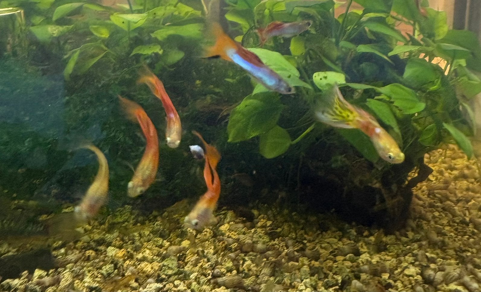 Guppy mannetjes, Vis, Zoetwatervis, Schoolvis