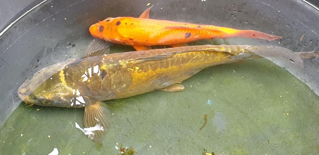 2 KOI KARPERS, Dieren en Toebehoren, Vissen | Vijvervissen