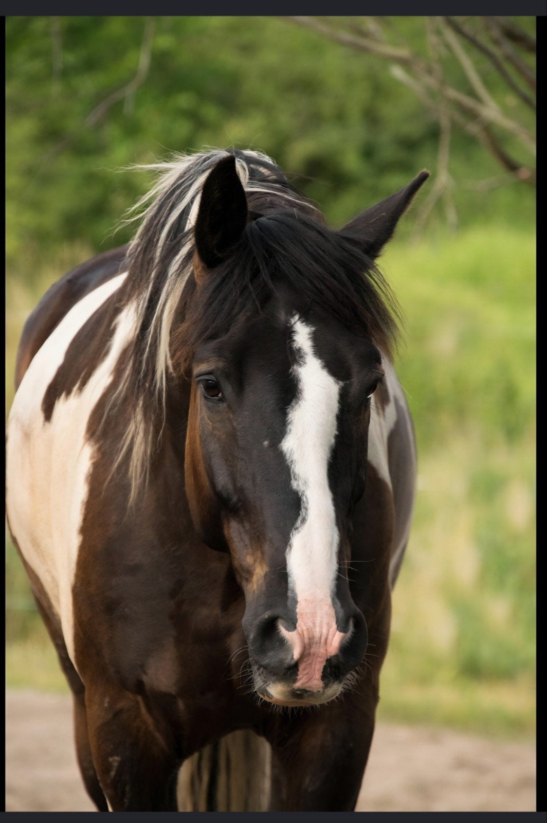 adoptie paard gezocht, Dieren en Toebehoren