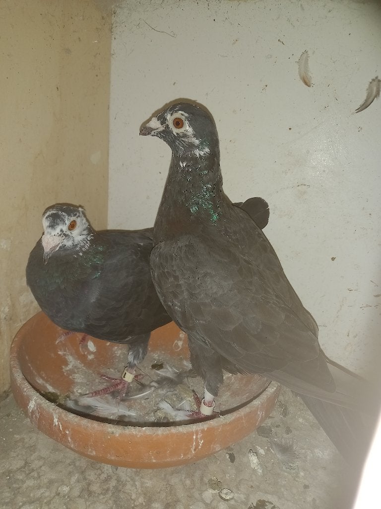 Postduiven, Dieren en Toebehoren, Vogels | Duiven, Meerdere dieren, Postduif