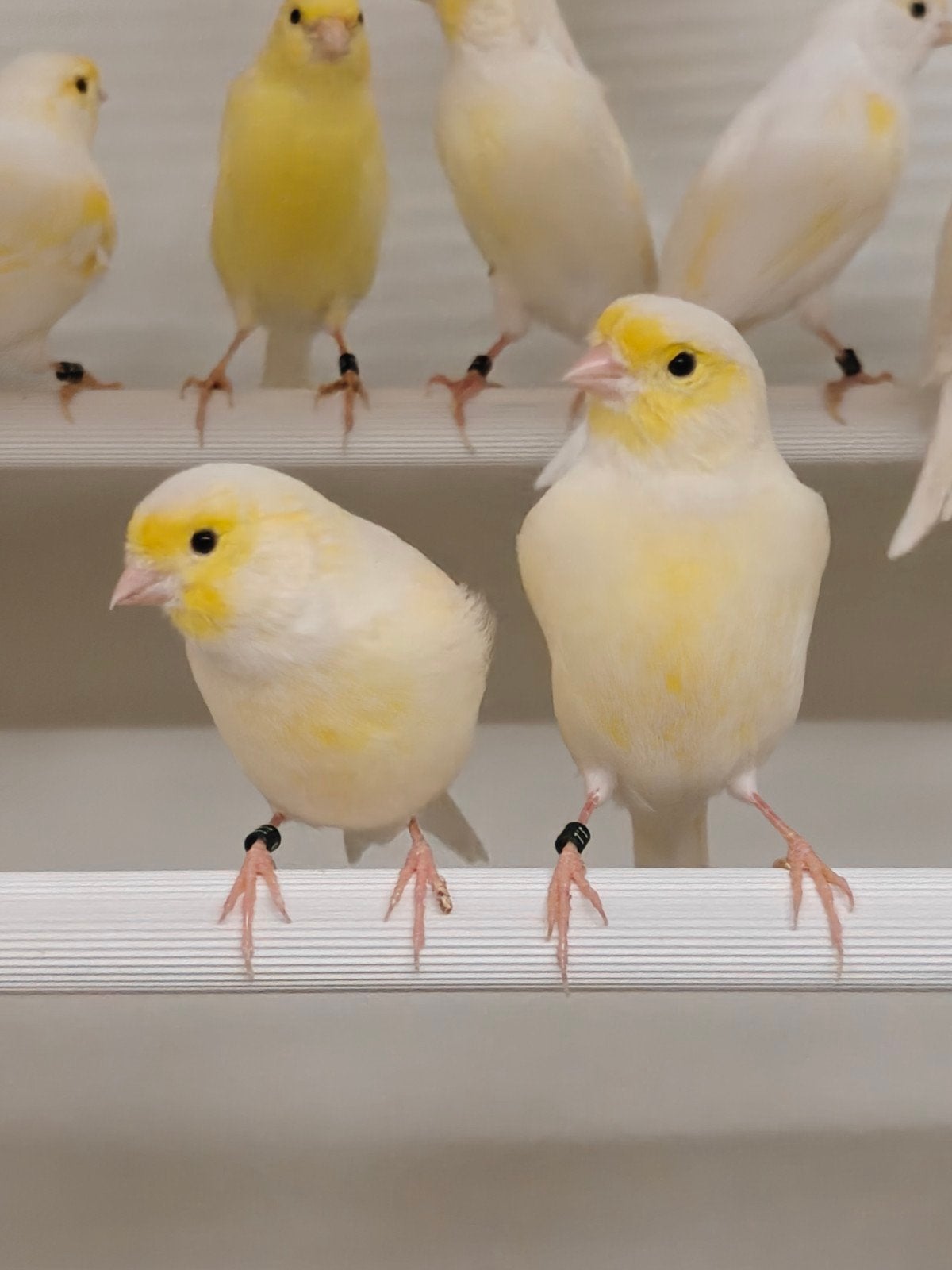 geel mozaïek kanaries, Meerdere dieren, Kleurkanarie