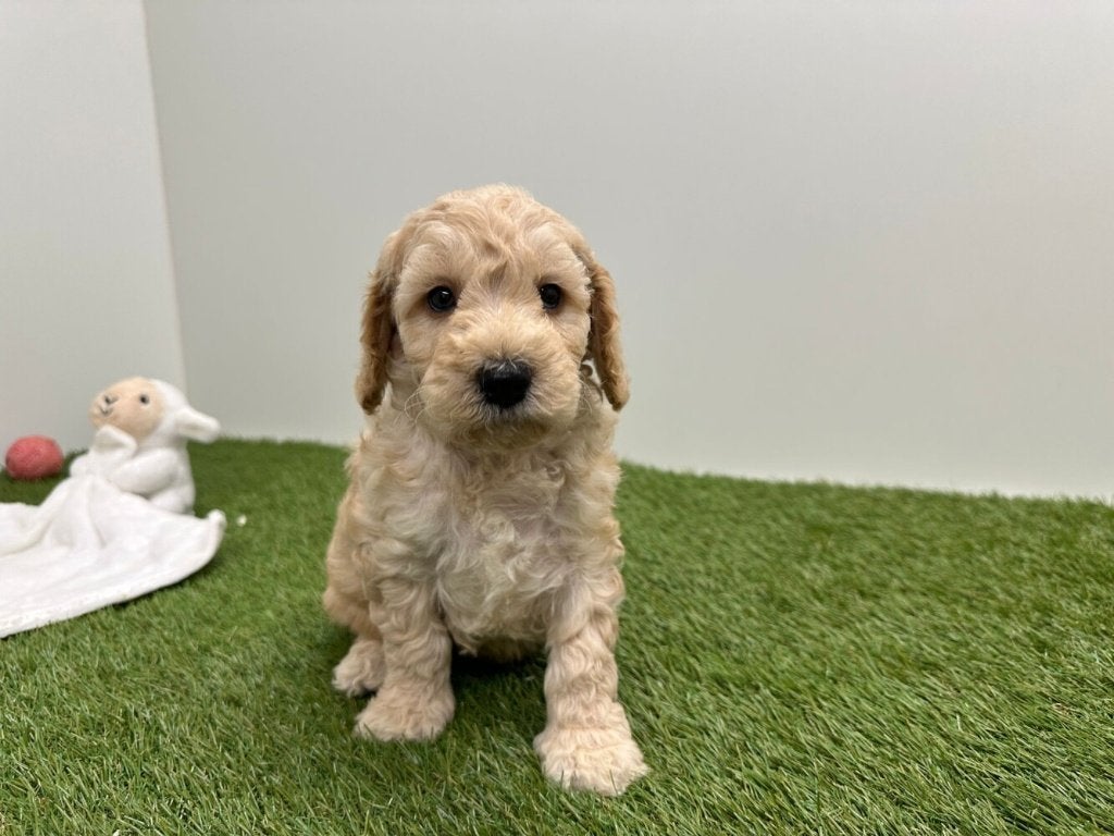 Portée de chiots Cockapoo 2, Animaux & Accessoires, Plusieurs, Hépatite contagieuse (maladie de Rubarth), Belgique, Plusieurs animaux